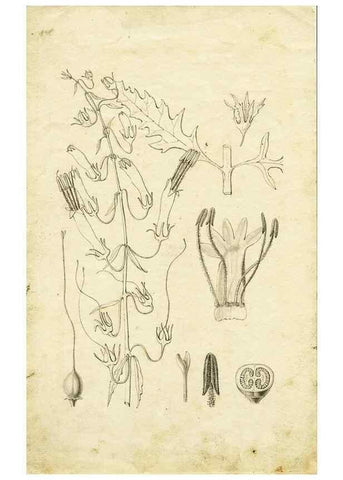 Reproducción/Reproduction 8284306620: Drawings/prints associated with USPRR reports & photographs/archival material. 