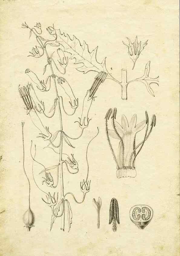 Reproducción/Reproduction 8284306620: Drawings/prints associated with USPRR reports & photographs/archival material. 