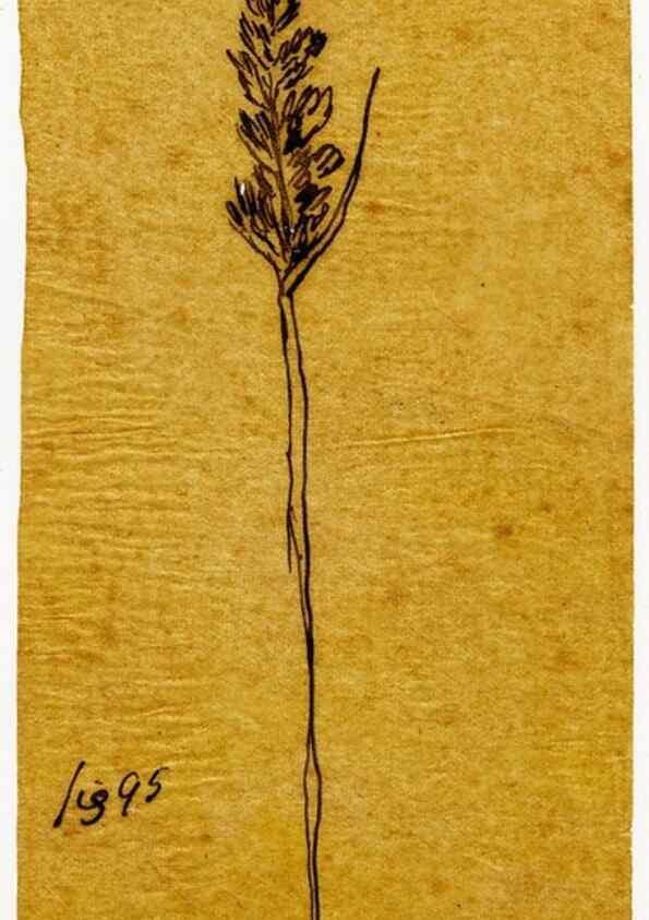 Reproducción/Reproduction 8284306190: Drawings/prints associated with USPRR reports & photographs/archival material. 
