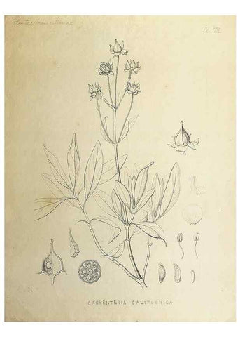 Reproducción/Reproduction 8284299486: Drawings/prints associated with USPRR reports & photographs/archival material. 