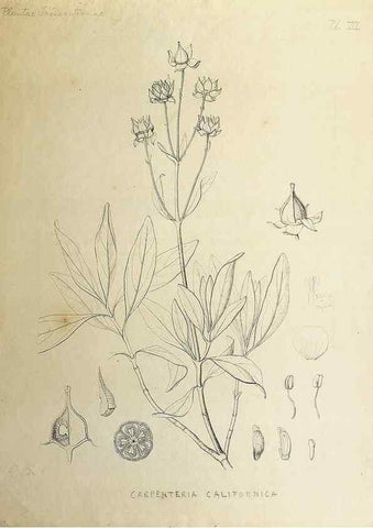 Reproducción/Reproduction 8284299486: Drawings/prints associated with USPRR reports & photographs/archival material. 