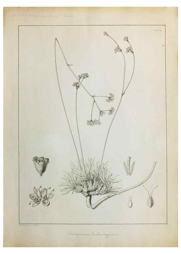 Reproducción/Reproduction 8284299780: Drawings/prints associated with USPRR reports & photographs/archival material. 