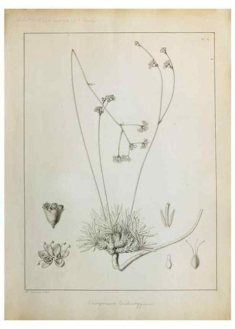 Reproducción/Reproduction 8284299780: Drawings/prints associated with USPRR reports & photographs/archival material. 