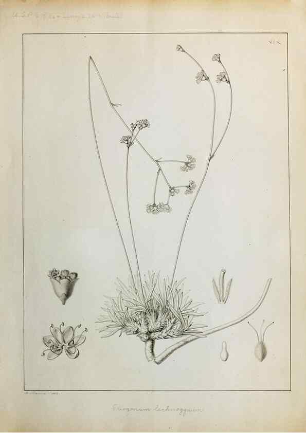 Reproducción/Reproduction 8284299780: Drawings/prints associated with USPRR reports & photographs/archival material. 