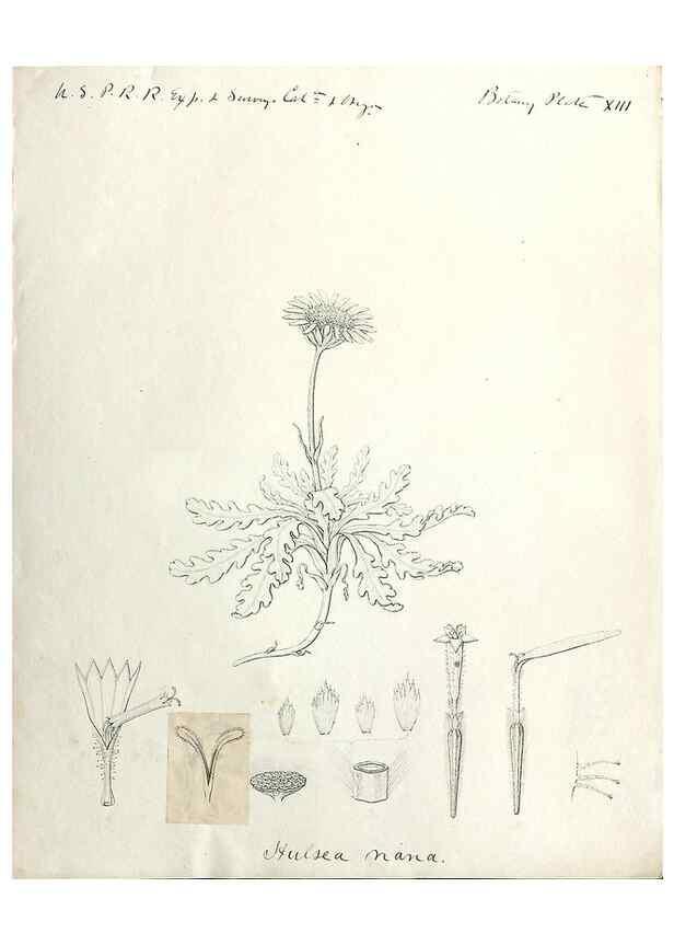Reproducción/Reproduction 8283239995: Drawings/prints associated with USPRR reports & photographs/archival material. 