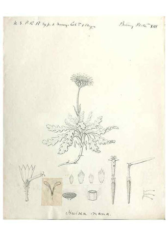 Reproducción/Reproduction 8283239995: Drawings/prints associated with USPRR reports & photographs/archival material. 
