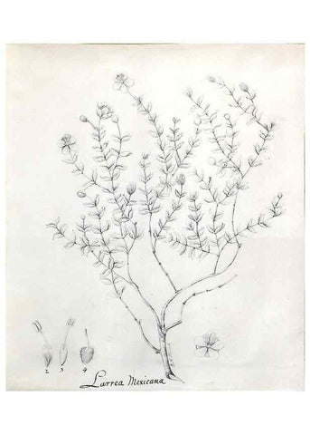 Reproducción/Reproduction 8283240515: Drawings/prints associated with USPRR reports & photographs/archival material. 