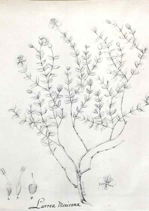Reproducción/Reproduction 8283240515: Drawings/prints associated with USPRR reports & photographs/archival material. 