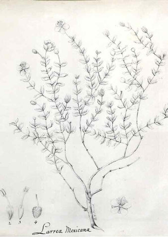 Reproducción/Reproduction 8283240515: Drawings/prints associated with USPRR reports & photographs/archival material. 
