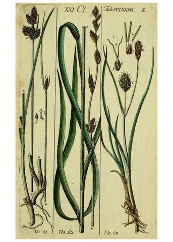 Reproducción/Reproduction 8287402423: Beschreibung und Abbildung der theils bekannten, theils noch nicht beschriebenen Arten von Riedgräsern,. Wittenberg,1801-1806.