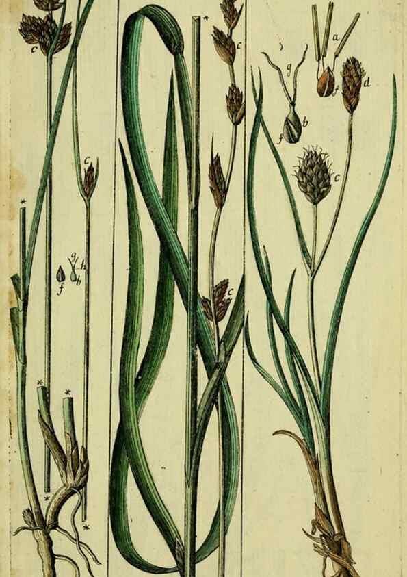 Reproducción/Reproduction 8287402423: Beschreibung und Abbildung der theils bekannten, theils noch nicht beschriebenen Arten von Riedgräsern,. Wittenberg,1801-1806.