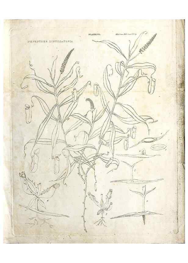 Reproducción/Reproduction 8284302330: Drawings/prints associated with USPRR reports & photographs/archival material. 