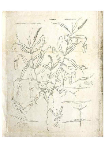 Reproducción/Reproduction 8284302330: Drawings/prints associated with USPRR reports & photographs/archival material. 