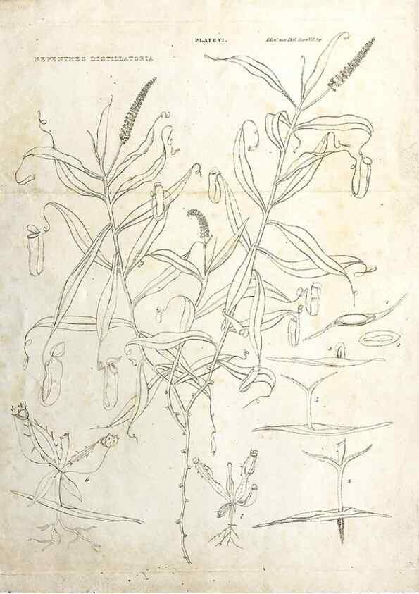 Reproducción/Reproduction 8284302330: Drawings/prints associated with USPRR reports & photographs/archival material. 