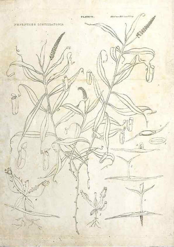 Reproducción/Reproduction 8284302330: Drawings/prints associated with USPRR reports & photographs/archival material. 