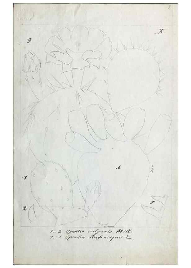 Reproducción/Reproduction 8283242467: Drawings/prints associated with USPRR reports & photographs/archival material. 