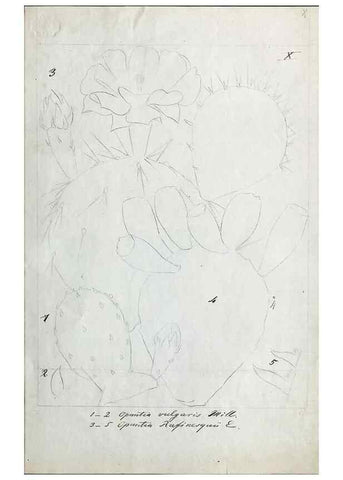 Reproducción/Reproduction 8283242467: Drawings/prints associated with USPRR reports & photographs/archival material. 