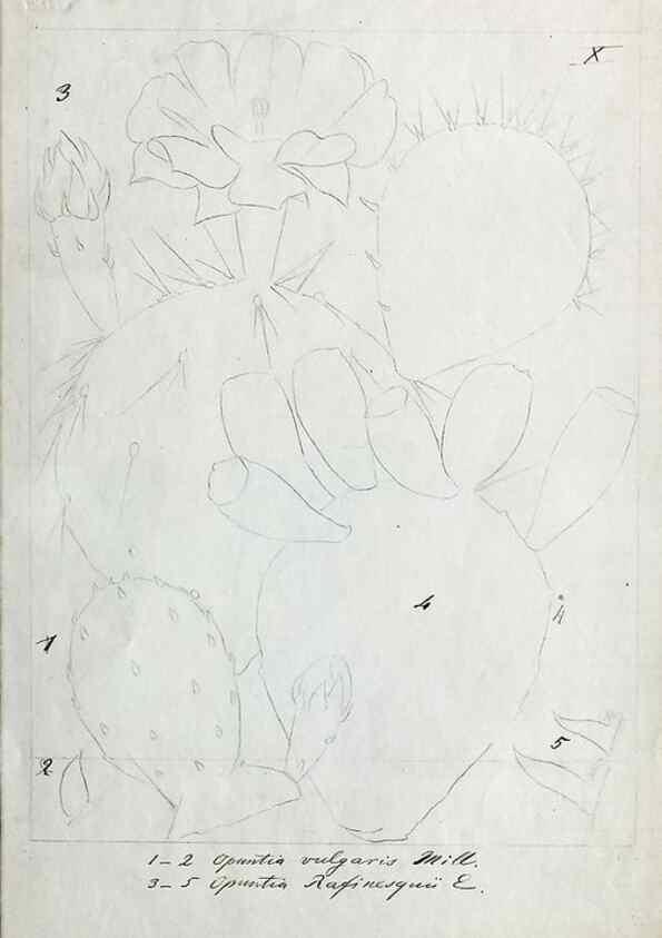 Reproducción/Reproduction 8283242467: Drawings/prints associated with USPRR reports & photographs/archival material. 