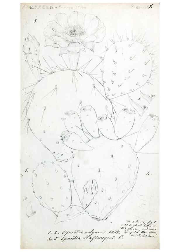 Reproducción/Reproduction 8284303378: Drawings/prints associated with USPRR reports & photographs/archival material. 
