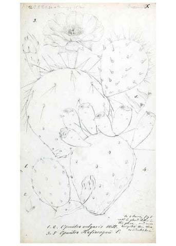 Reproducción/Reproduction 8284303378: Drawings/prints associated with USPRR reports & photographs/archival material. 