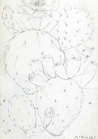 Reproducción/Reproduction 8284303378: Drawings/prints associated with USPRR reports & photographs/archival material. 