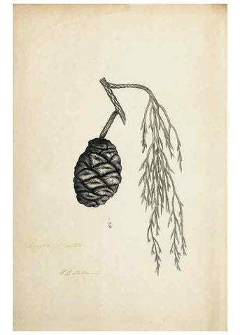Reproducción/Reproduction 8284303644: Drawings/prints associated with USPRR reports & photographs/archival material. 
