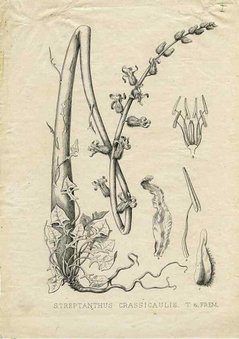 Reproducción/Reproduction 8283243963: Drawings/prints associated with USPRR reports & photographs/archival material. 
