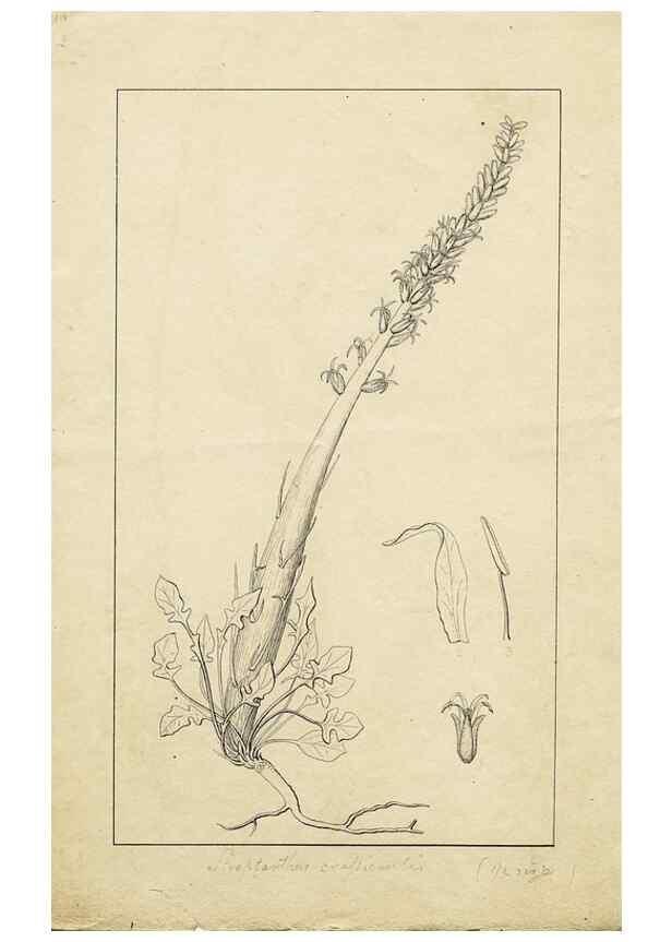 Reproducción/Reproduction 8283244665: Drawings/prints associated with USPRR reports & photographs/archival material. 