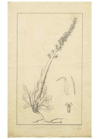 Reproducción/Reproduction 8283244665: Drawings/prints associated with USPRR reports & photographs/archival material. 