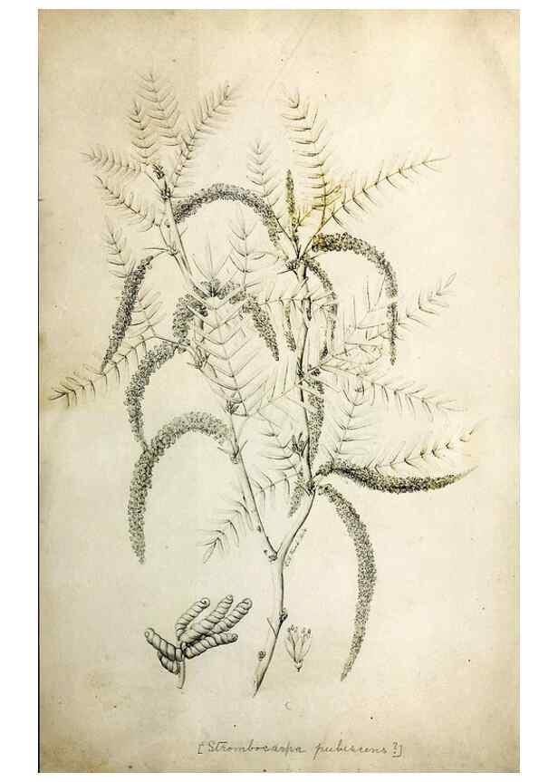 Reproducción/Reproduction 8283245163: Drawings/prints associated with USPRR reports & photographs/archival material. 