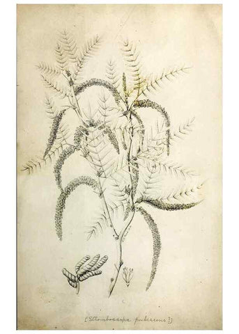 Reproducción/Reproduction 8283245163: Drawings/prints associated with USPRR reports & photographs/archival material. 