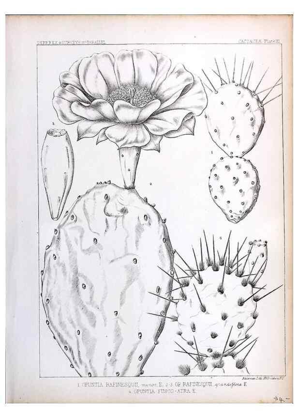 Reproducción/Reproduction 8284302672: Drawings/prints associated with USPRR reports & photographs/archival material. 