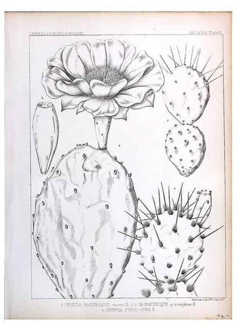 Reproducción/Reproduction 8284302672: Drawings/prints associated with USPRR reports & photographs/archival material. 
