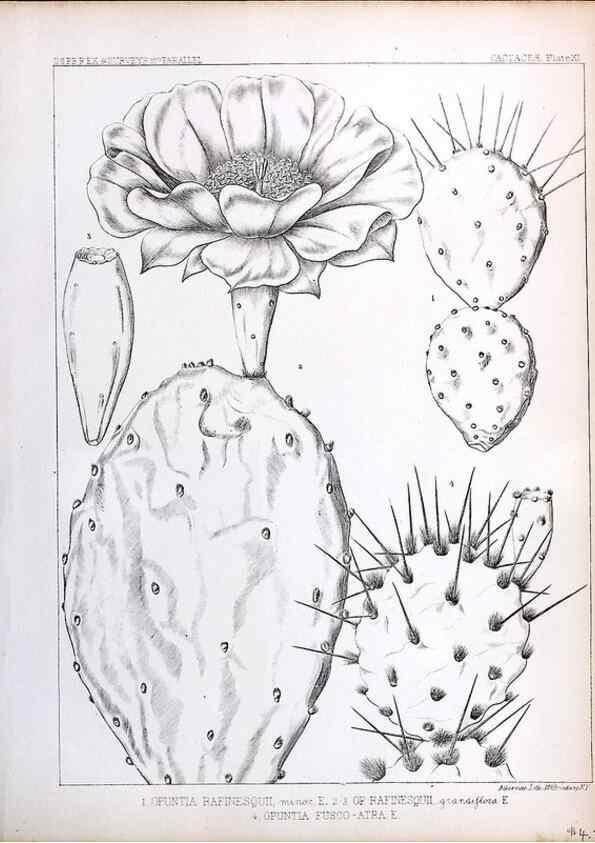 Reproducción/Reproduction 8284302672: Drawings/prints associated with USPRR reports & photographs/archival material. 