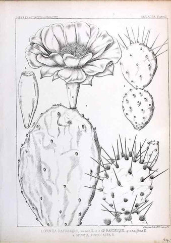 Reproducción/Reproduction 8284302672: Drawings/prints associated with USPRR reports & photographs/archival material. 