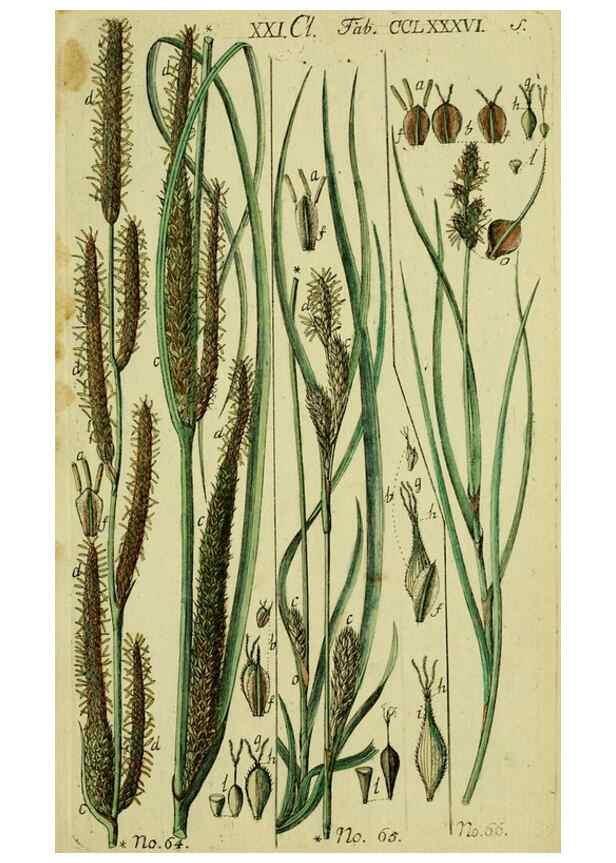 Reproducción/Reproduction 8287403739: Beschreibung und Abbildung der theils bekannten, theils noch nicht beschriebenen Arten von Riedgräsern,. Wittenberg,1801-1806.