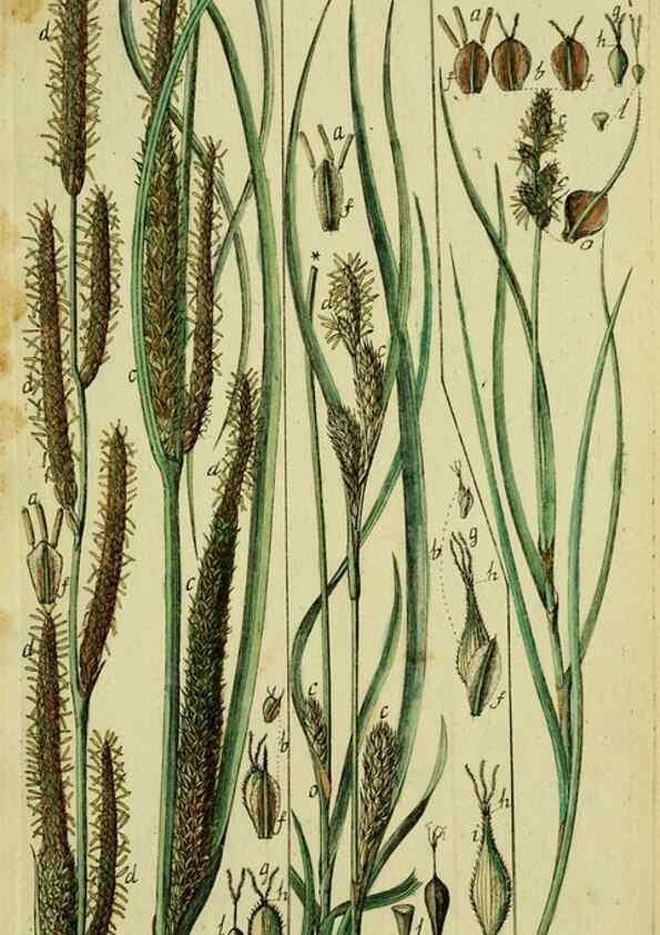 Reproducción/Reproduction 8287403739: Beschreibung und Abbildung der theils bekannten, theils noch nicht beschriebenen Arten von Riedgräsern,. Wittenberg,1801-1806.