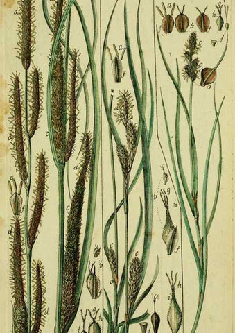Reproducción/Reproduction 8287403739: Beschreibung und Abbildung der theils bekannten, theils noch nicht beschriebenen Arten von Riedgräsern,. Wittenberg,1801-1806.
