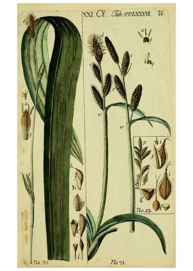 Reproducción/Reproduction 8288465536: Beschreibung und Abbildung der theils bekannten, theils noch nicht beschriebenen Arten von Riedgräsern,. Wittenberg,1801-1806.
