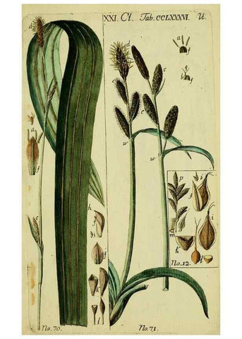Reproducción/Reproduction 8288465536: Beschreibung und Abbildung der theils bekannten, theils noch nicht beschriebenen Arten von Riedgräsern,. Wittenberg,1801-1806.