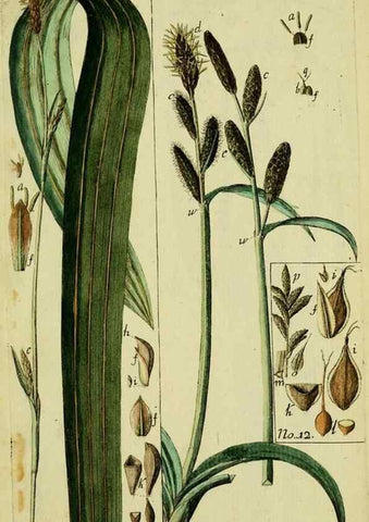Reproducción/Reproduction 8288465536: Beschreibung und Abbildung der theils bekannten, theils noch nicht beschriebenen Arten von Riedgräsern,. Wittenberg,1801-1806.