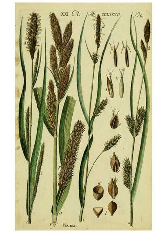 Reproducción/Reproduction 8288485104: Beschreibung und Abbildung der theils bekannten, theils noch nicht beschriebenen Arten von Riedgräsern,. Wittenberg,1801-1806.