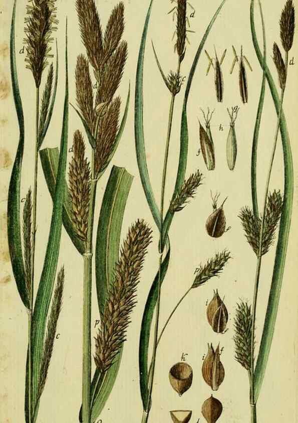 Reproducción/Reproduction 8288485104: Beschreibung und Abbildung der theils bekannten, theils noch nicht beschriebenen Arten von Riedgräsern,. Wittenberg,1801-1806.