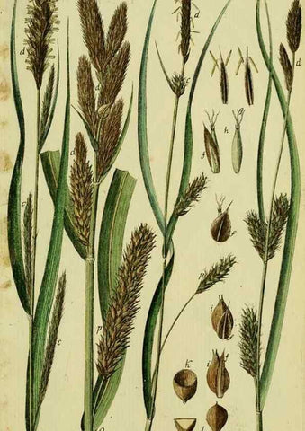 Reproducción/Reproduction 8288485104: Beschreibung und Abbildung der theils bekannten, theils noch nicht beschriebenen Arten von Riedgräsern,. Wittenberg,1801-1806.