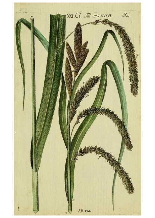 Reproducción/Reproduction 8288485874: Beschreibung und Abbildung der theils bekannten, theils noch nicht beschriebenen Arten von Riedgräsern,. Wittenberg,1801-1806.