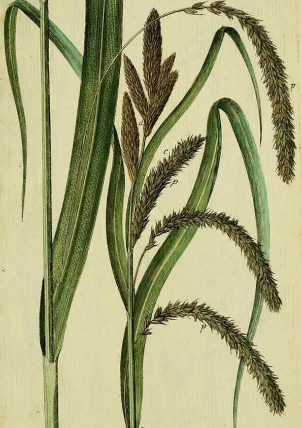 Reproducción/Reproduction 8288485874: Beschreibung und Abbildung der theils bekannten, theils noch nicht beschriebenen Arten von Riedgräsern,. Wittenberg,1801-1806.