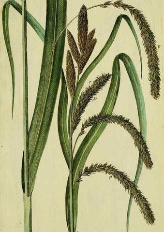 Reproducción/Reproduction 8288485874: Beschreibung und Abbildung der theils bekannten, theils noch nicht beschriebenen Arten von Riedgräsern,. Wittenberg,1801-1806.