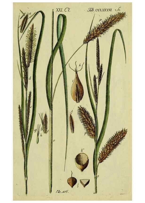 Reproducción/Reproduction 8288486934: Beschreibung und Abbildung der theils bekannten, theils noch nicht beschriebenen Arten von Riedgräsern,. Wittenberg,1801-1806.