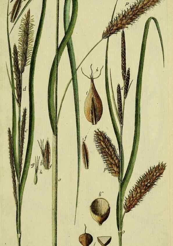 Reproducción/Reproduction 8288486934: Beschreibung und Abbildung der theils bekannten, theils noch nicht beschriebenen Arten von Riedgräsern,. Wittenberg,1801-1806.