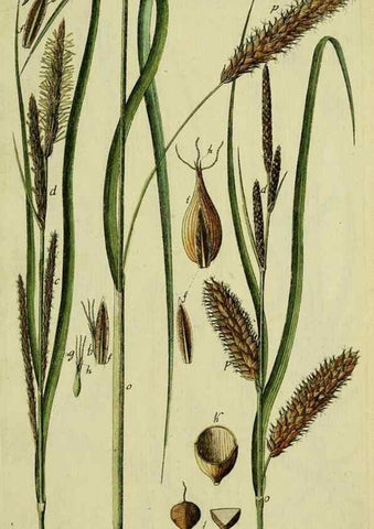 Reproducción/Reproduction 8288486934: Beschreibung und Abbildung der theils bekannten, theils noch nicht beschriebenen Arten von Riedgräsern,. Wittenberg,1801-1806.